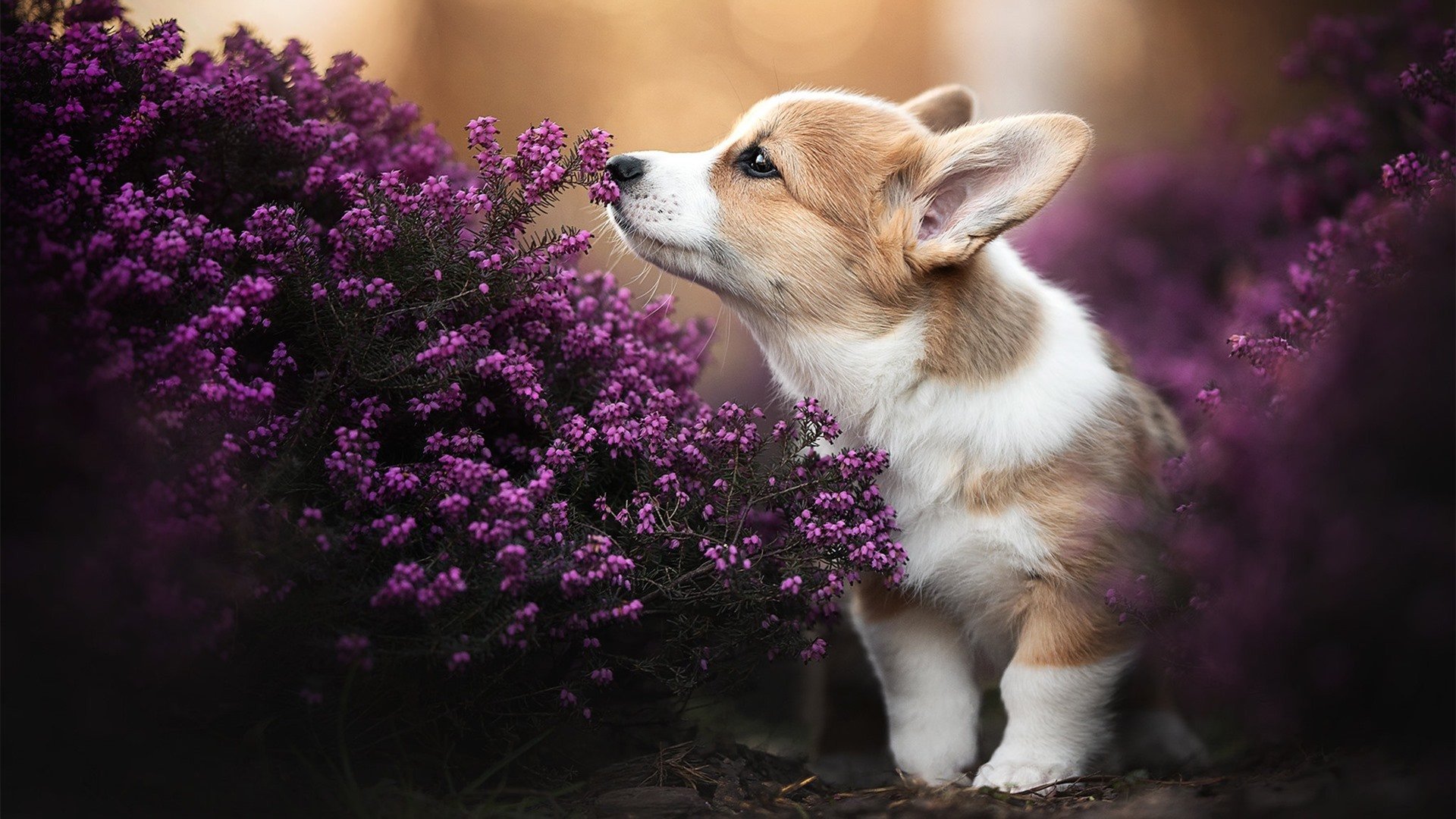 TI冠军战队巡礼:他们的成功秘诀是什么?,ti冠军名单