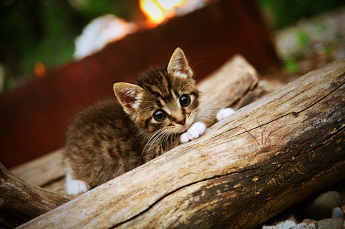 “足球文化讲座走进高校，激发青年足球热情”，足球文化进校园演讲稿