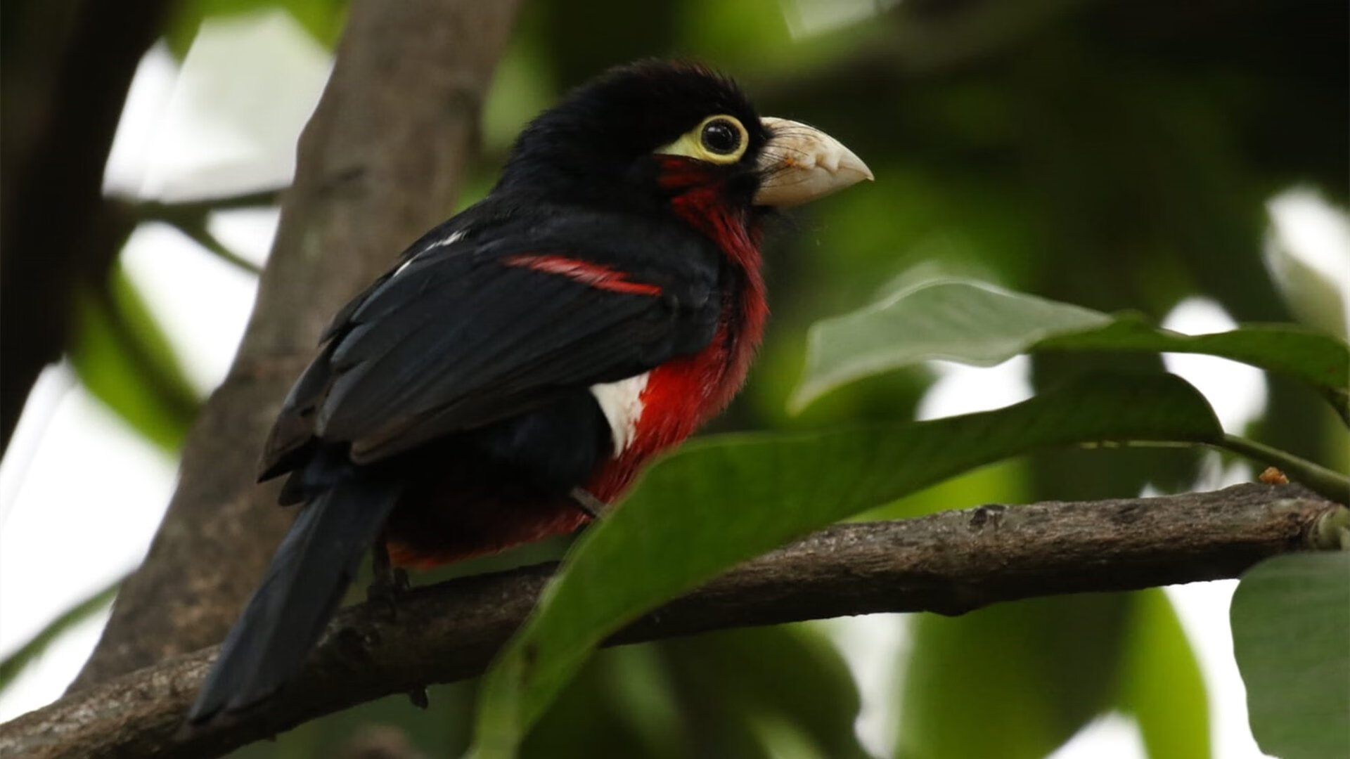 意甲高潮不断，教练点评亮点，意甲高能7秒