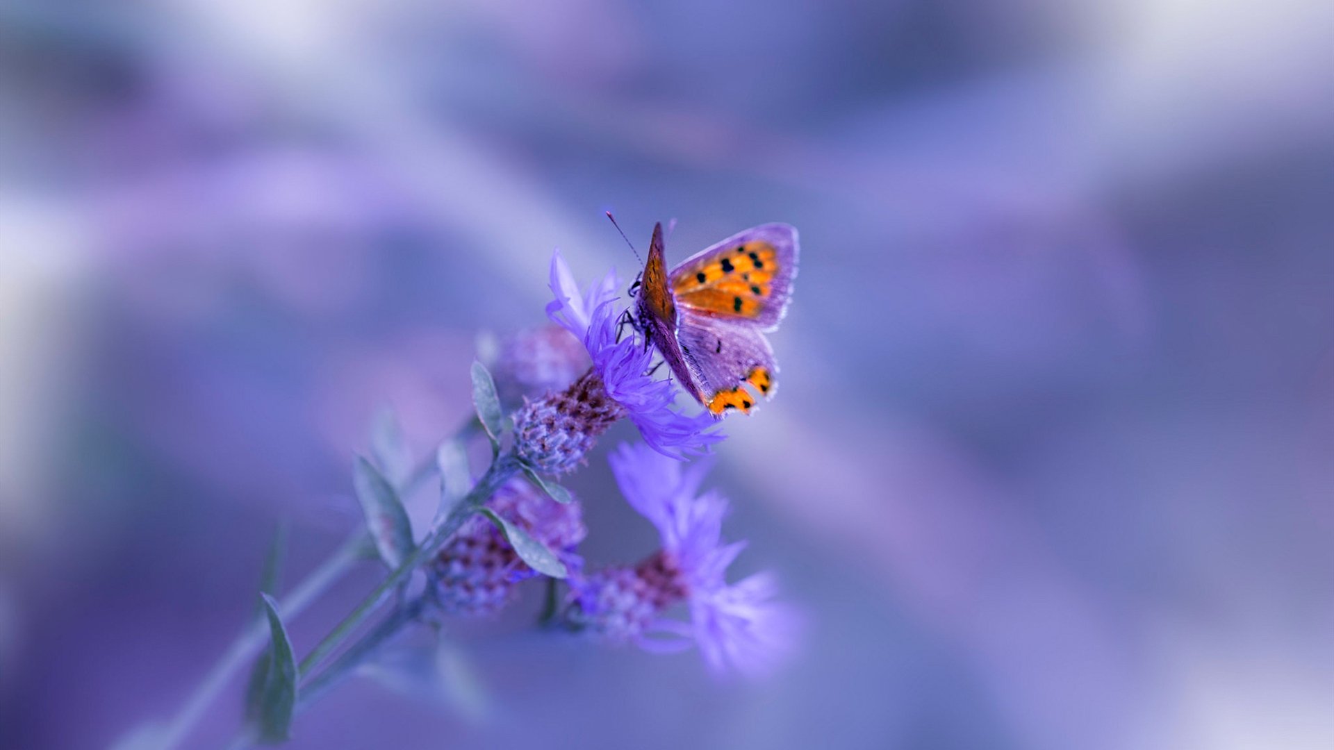 疑似“泡沫破裂”？高价签约引发转会市场热议，泡沫破灭前的顶峰