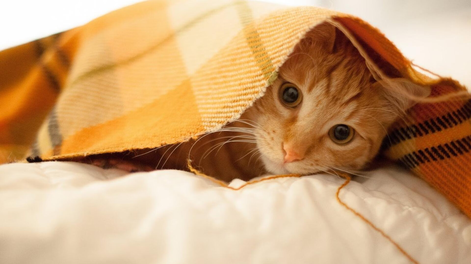 勒沃库森防守失误，被对手反超一分差距，勒沃库森比赛视频聚胜顽球汇