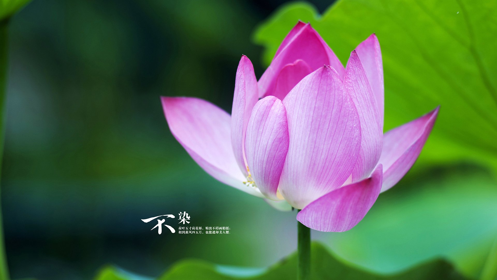 摩洛哥队在巴黎奥运会上展现出强大的进攻火力,摩洛哥奥运冠军