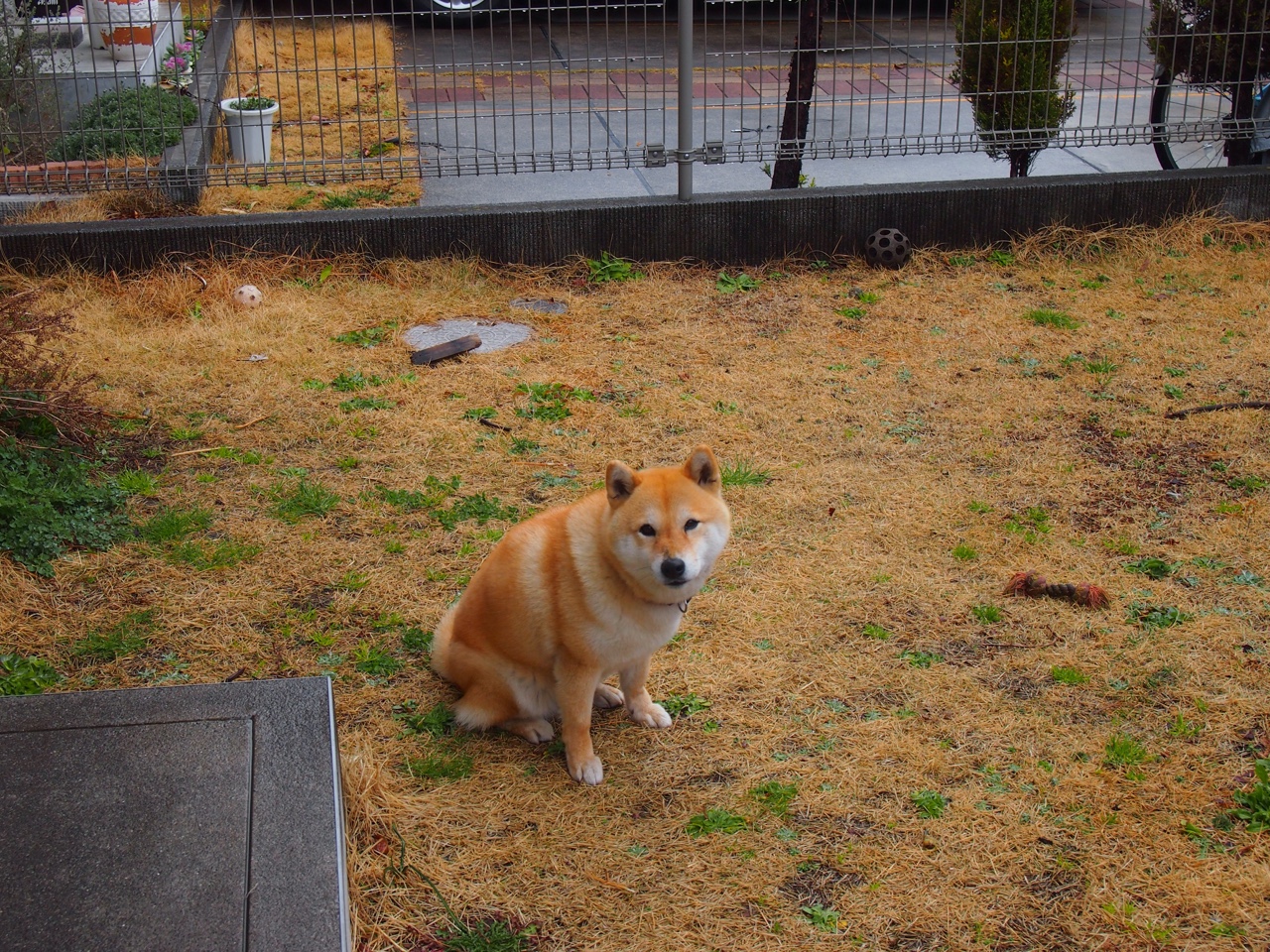 本菲卡主场迎战波尔图，本菲卡vs波尔图预测