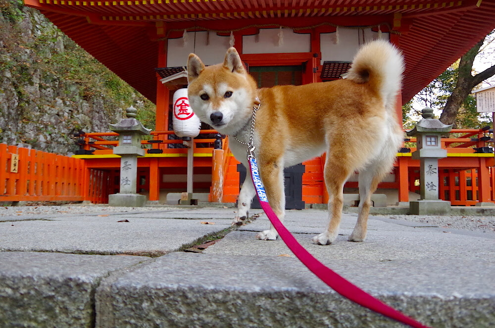 比利亚雷亚尔客场胜出,继续保持领先优势,比利亚雷亚尔最近战绩