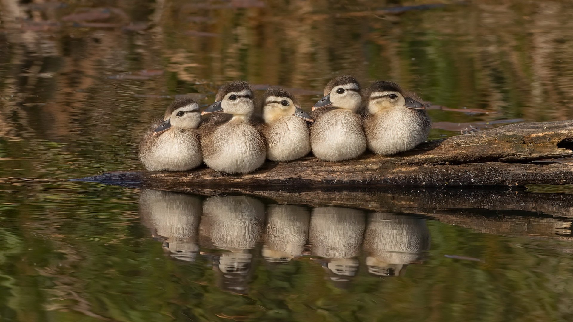 瓦伦西亚主场被塞维利亚逼平，难抵压力，瓦伦西亚对维戈塞尔塔