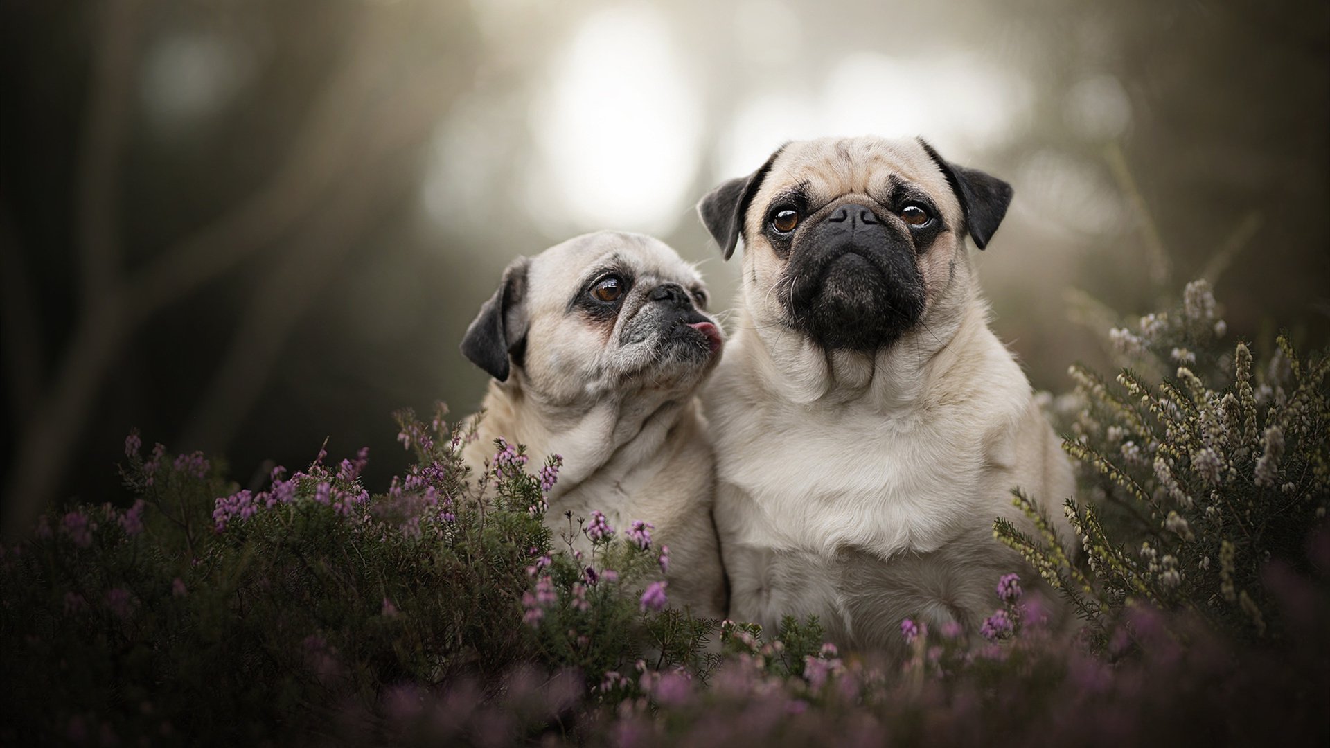 纽卡斯尔联锋线爆发,喜鹊军团志在前列,纽卡斯尔联队最新情况