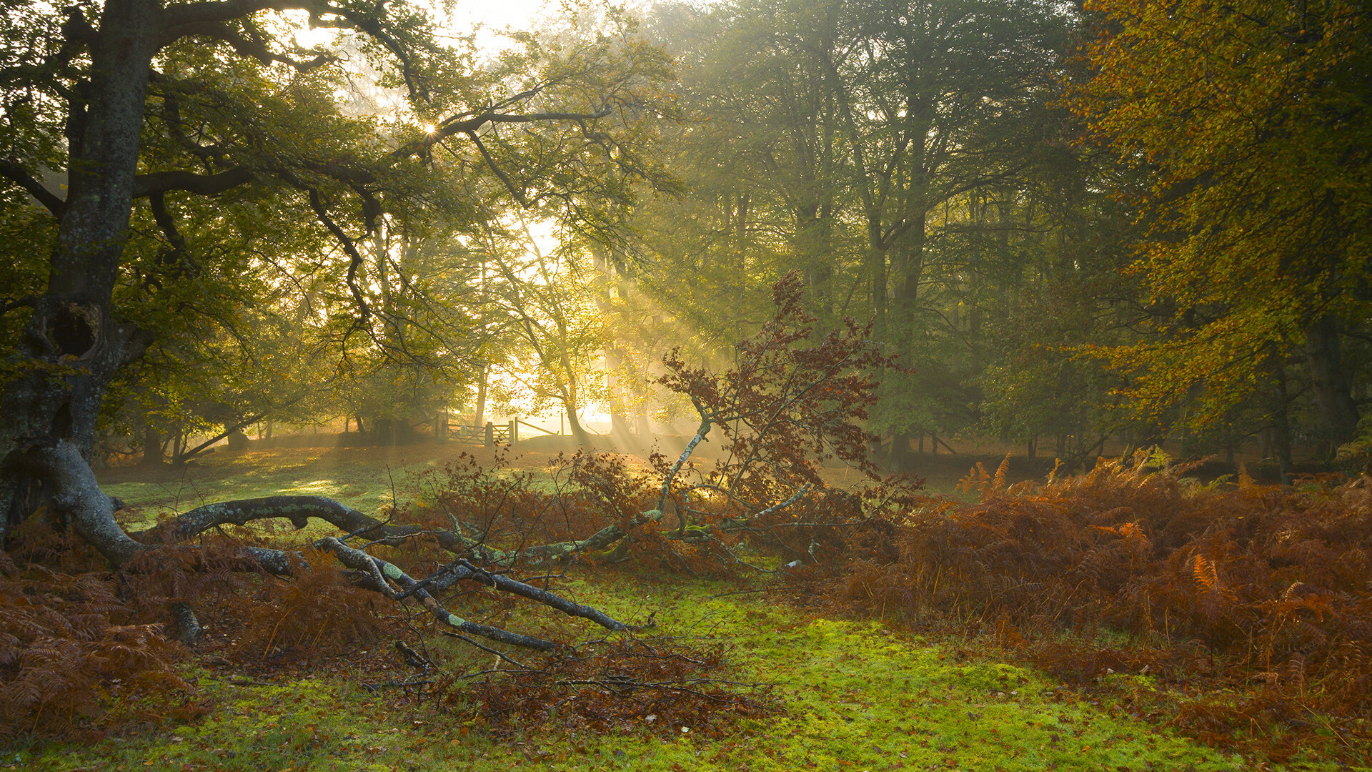 蒙彼利埃中场技术出众,或获得转会邀约,蒙彼利埃怎么样