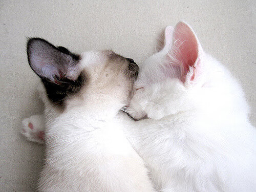 蒙彼利埃客场击败梅斯，实现胜利，蒙彼利埃战绩聚胜顽球汇