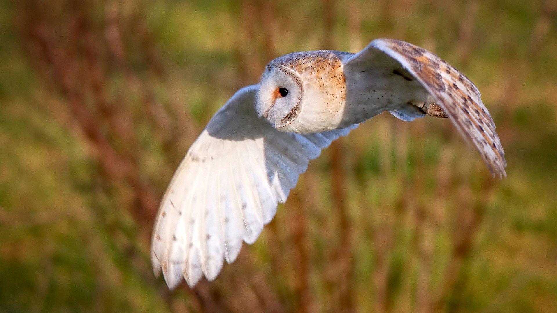 中国三人篮球男队攻防配合紧密,3人篮球中国队