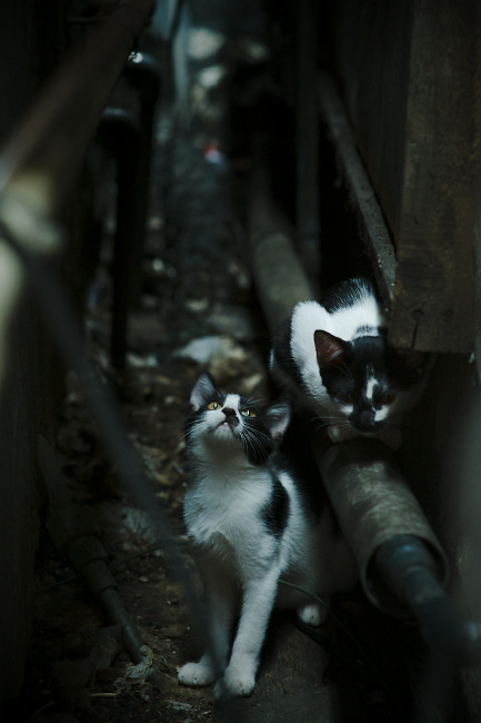 中国三人篮球男队注重技术细节，中国三人篮球队战绩