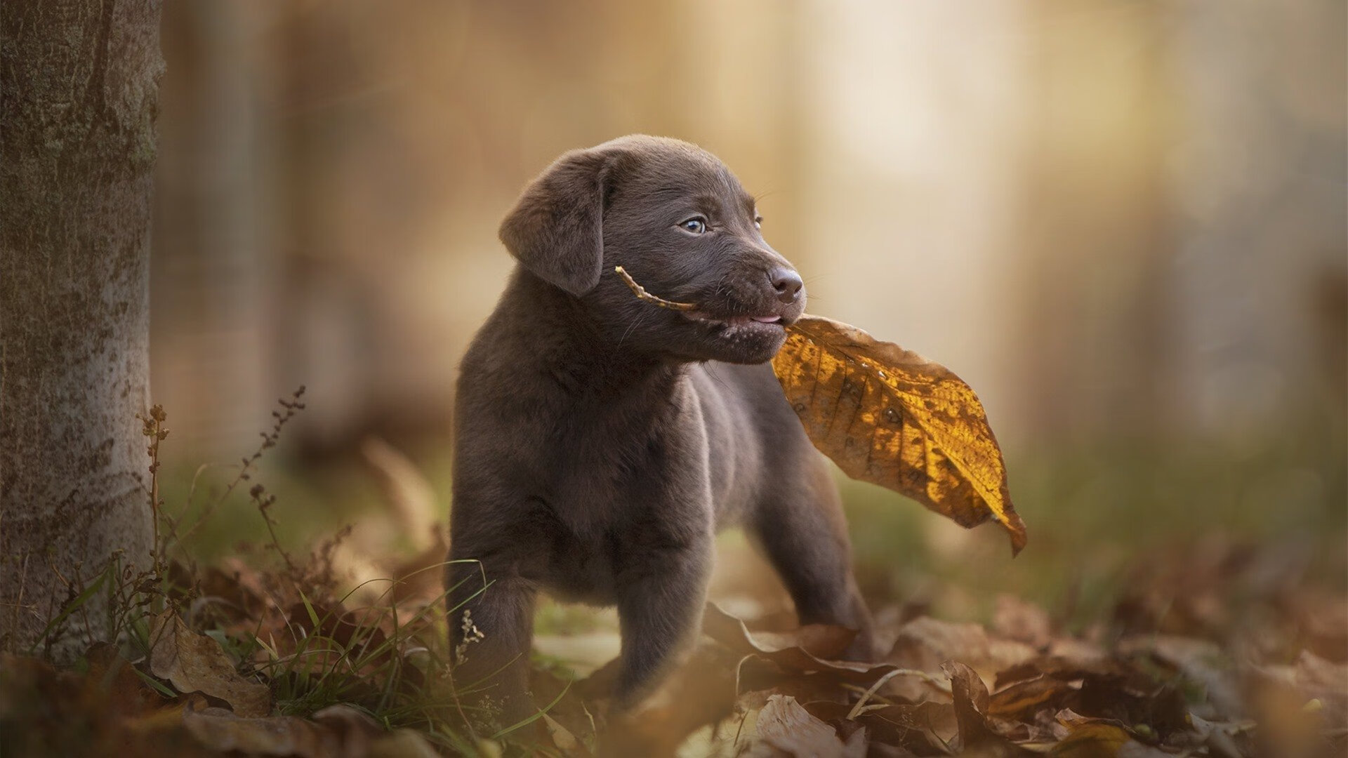 凯尔·查默斯突破自我刷新纪录，查尔斯默里