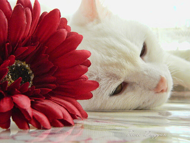 战术板曝光教练临场布置思路清晰调整迅速反应精准，战术板篮球图片