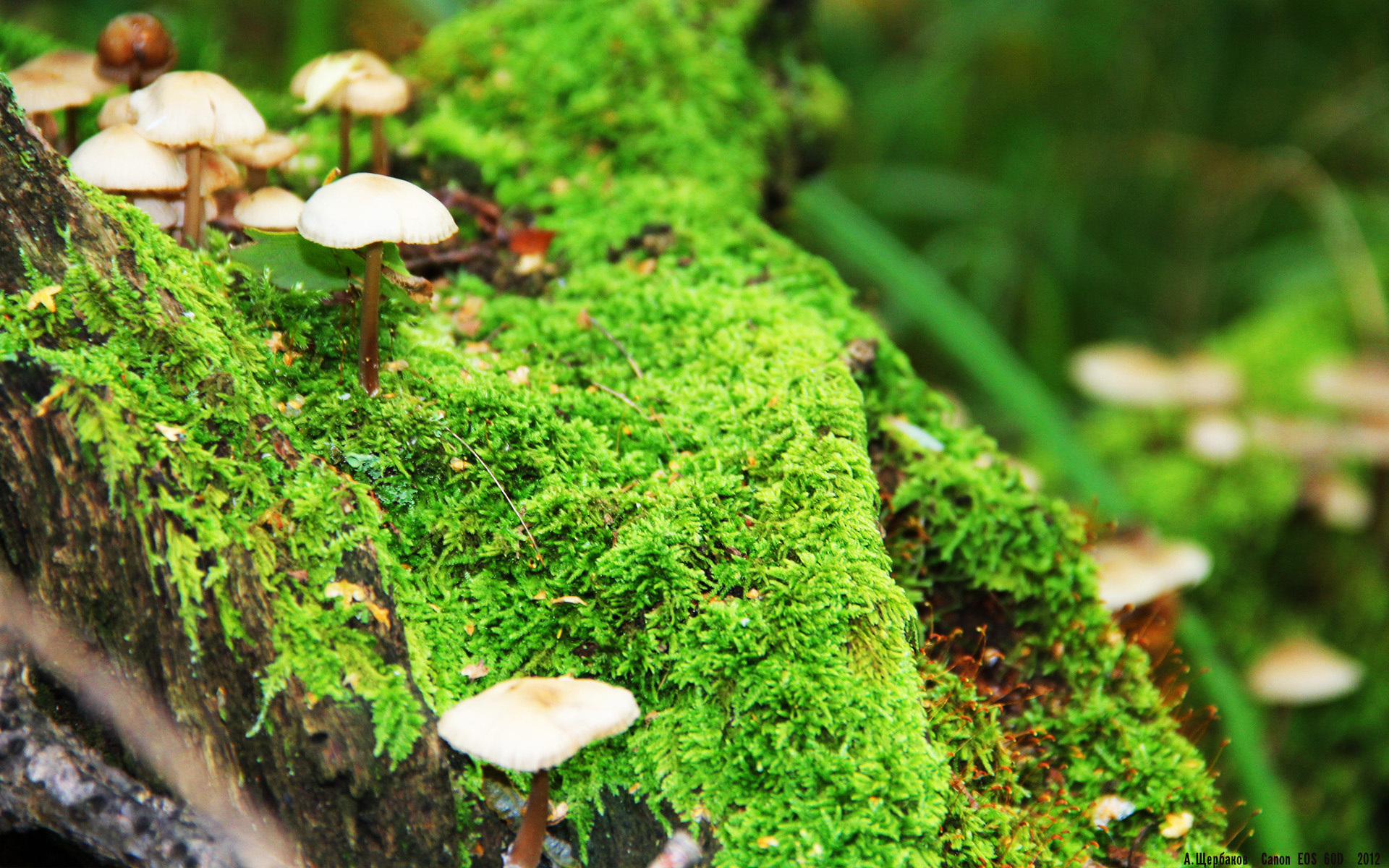 青少年足球国际交流日益频繁，助力足球文化全球传播，青少年足球论坛